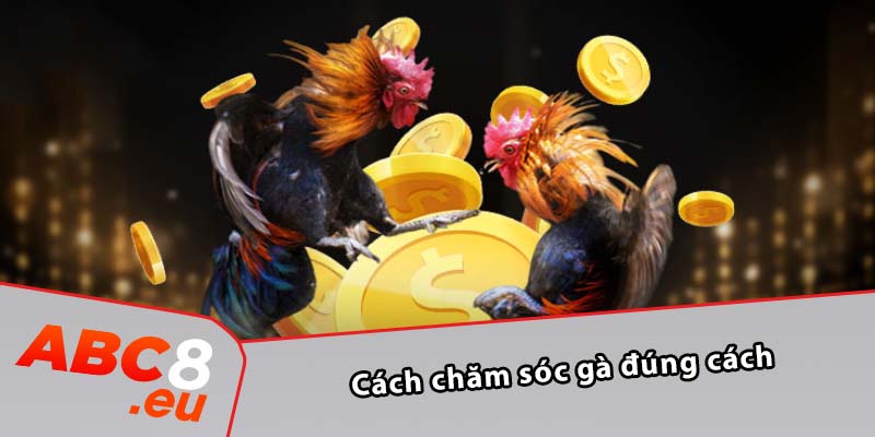 Cách chăm sóc gà đúng cách 