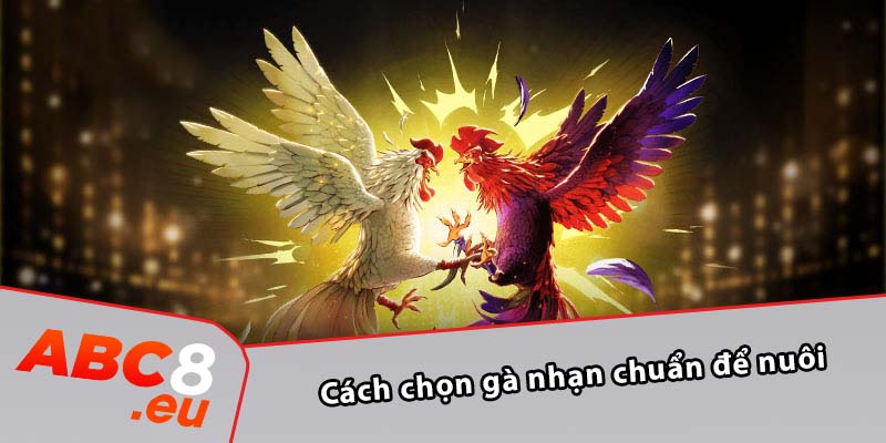 Cách chọn gà nhạn chuẩn để nuôi